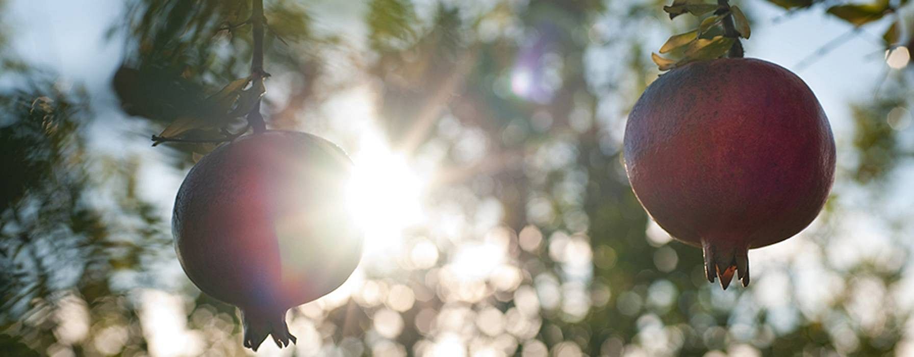 Due frutti di melograno al sole
