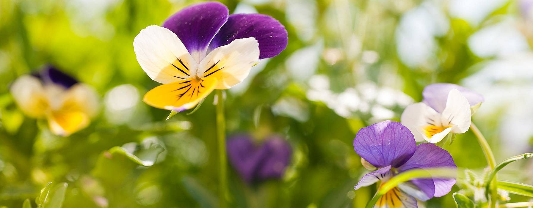 viola del pensiero