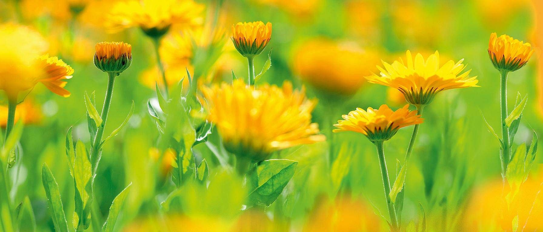 Fiore di calendula