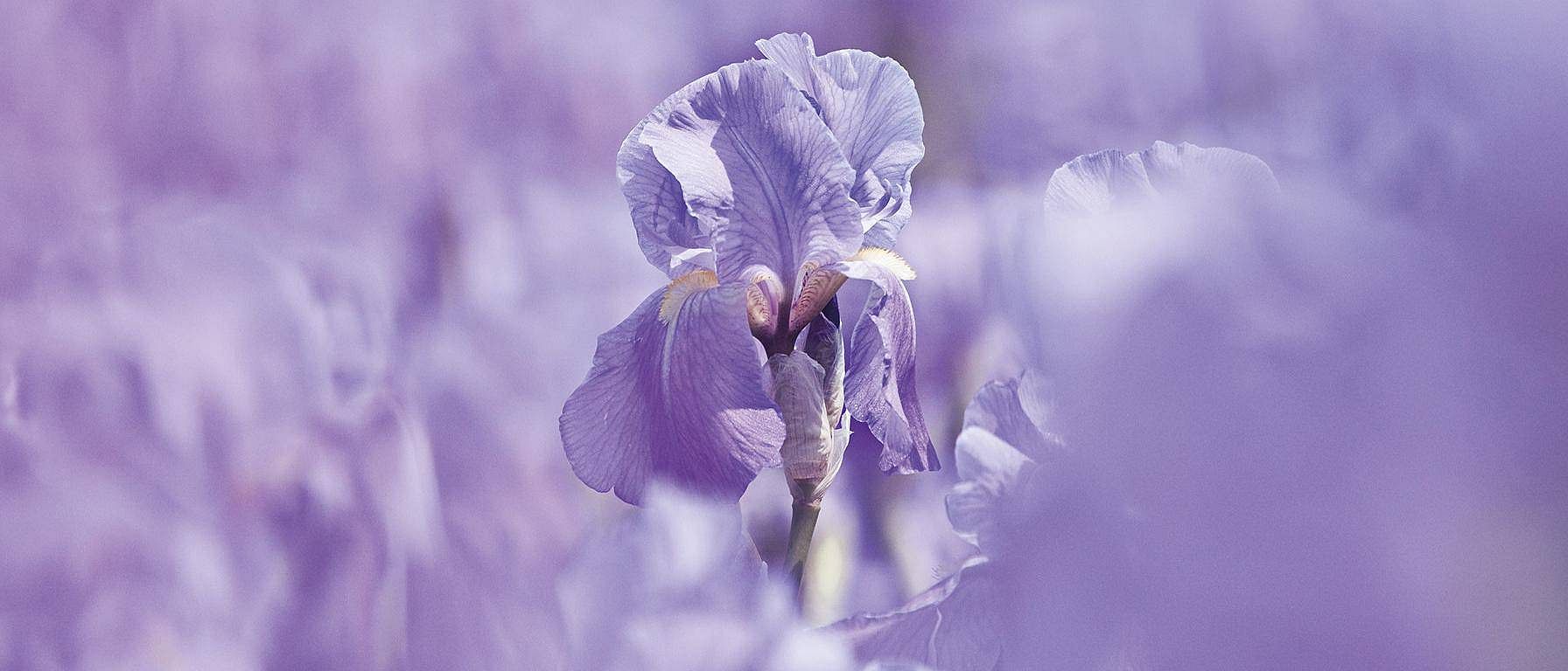 Fiore di iris