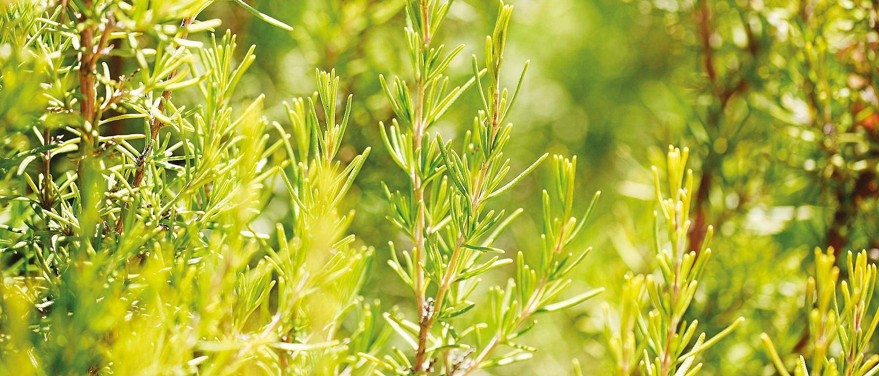 Primo piano di una pianta di rosmarino