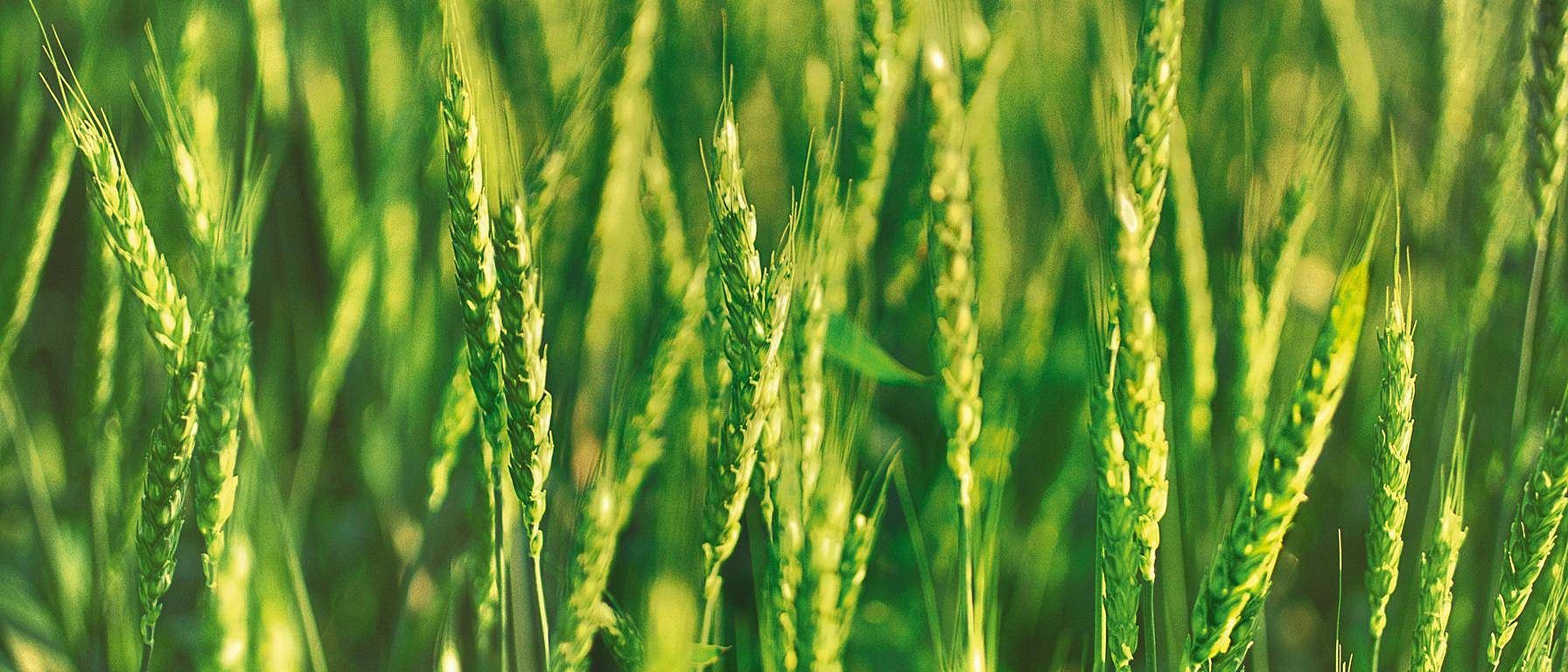 Campo di grano