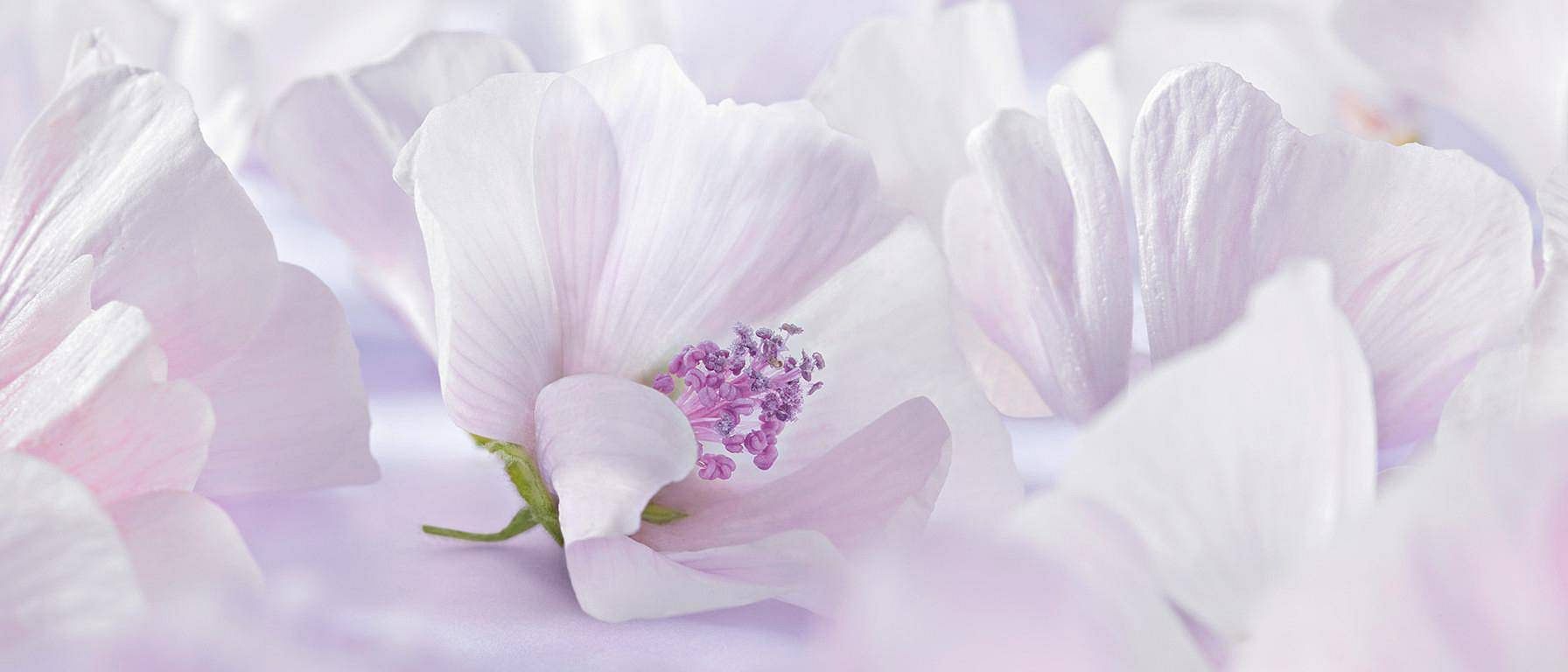 Fiore di malva bianco