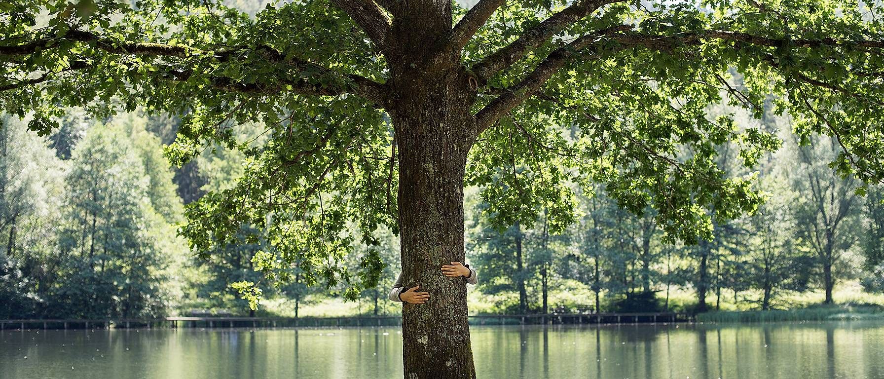 una persona abbraccia il tronco di un albero, un lago sullo sfondo
