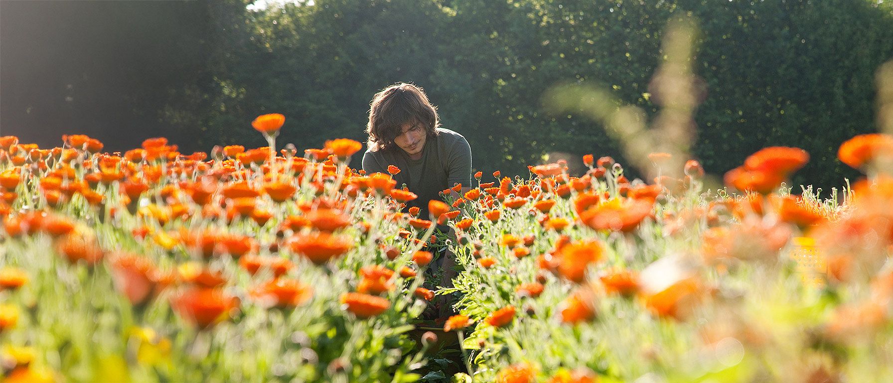 Giardiniere nel nostro campo di Calendula in Germania