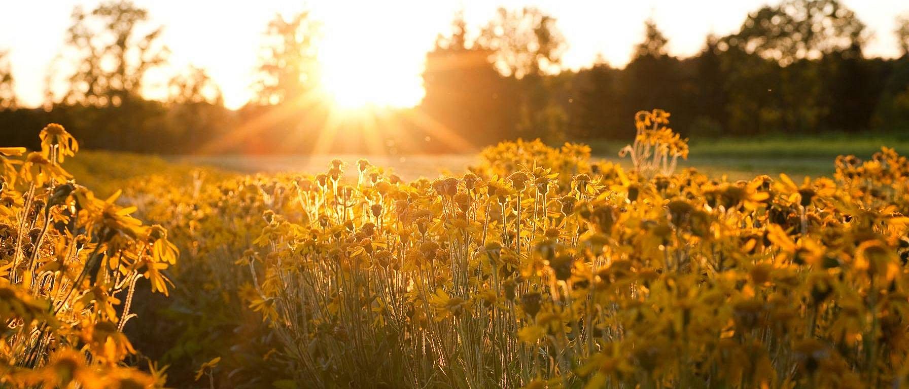 sunflowers in sunset