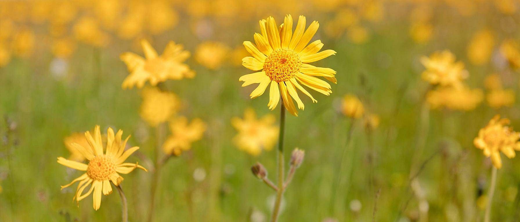 Campo di fiori di arnica