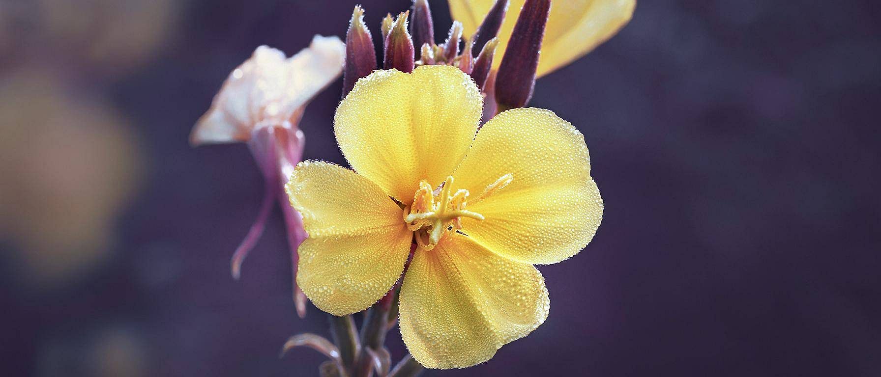 Fiore di enotera