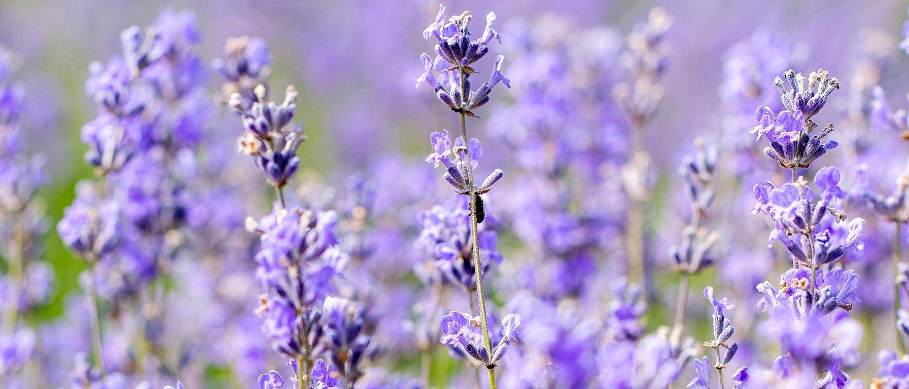Fiori di lavanda