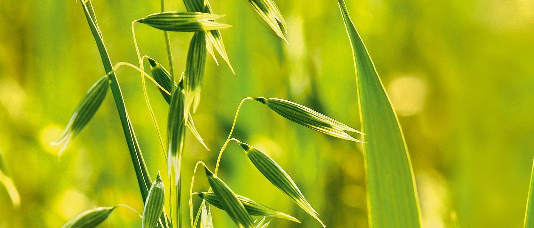 Spiga d'avena