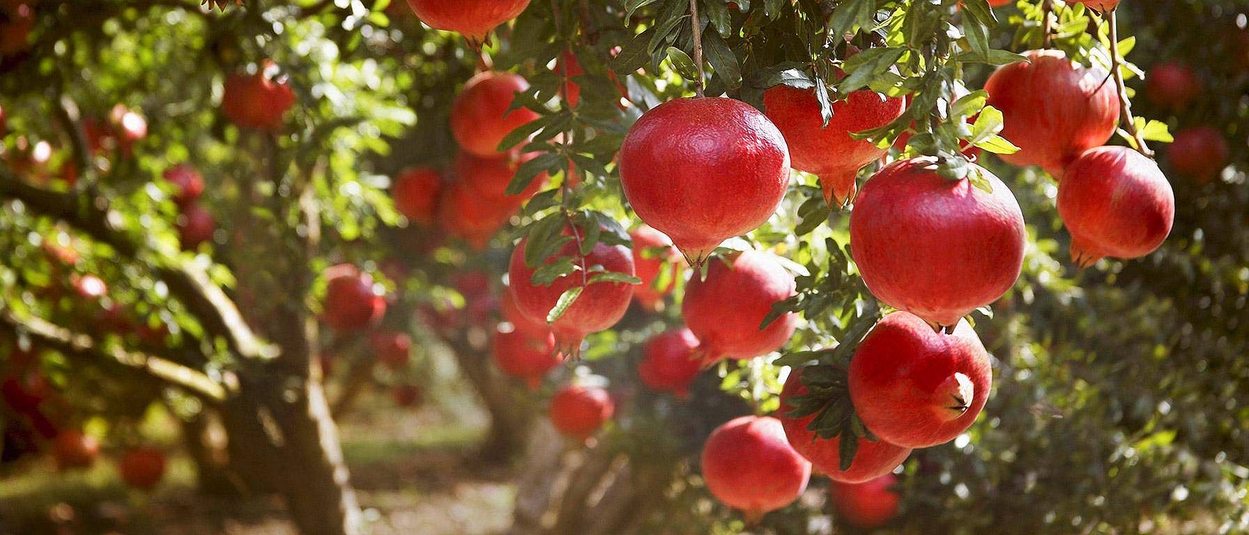 Albero di melograno con melograni