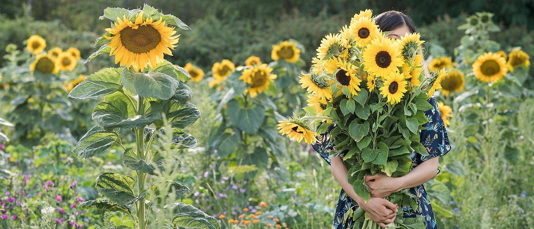 campo di girasoli