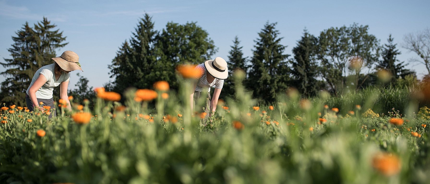 raccolta di calendula