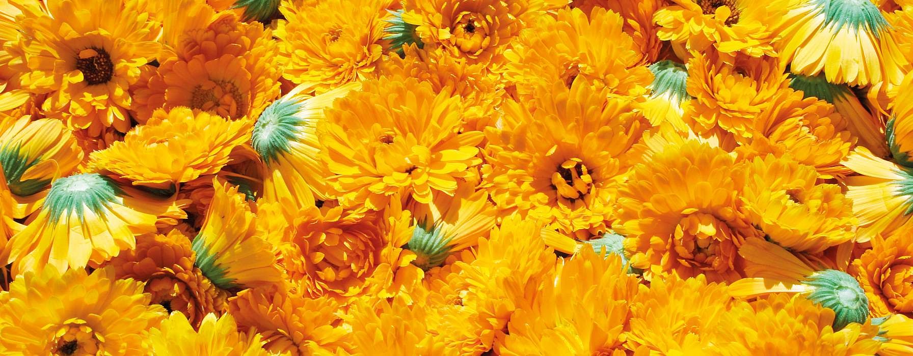 Insieme di fiori di calendula