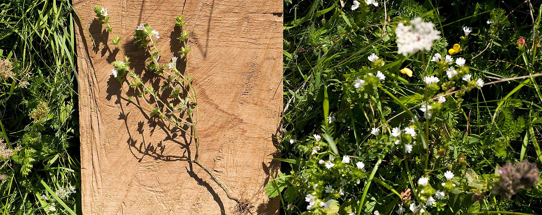 assa di legno in un giardino