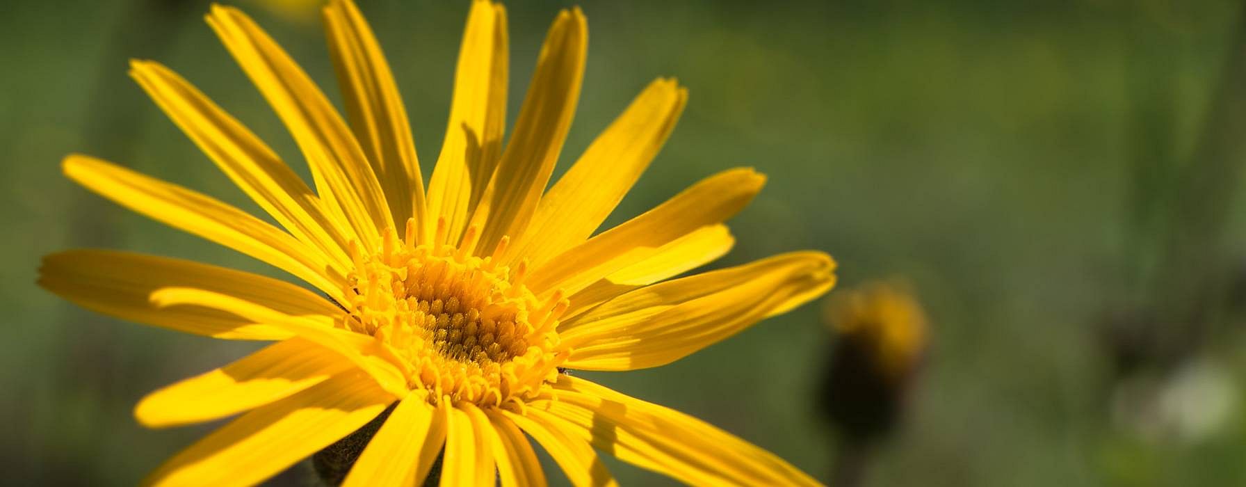 fiore di arnica nel prato