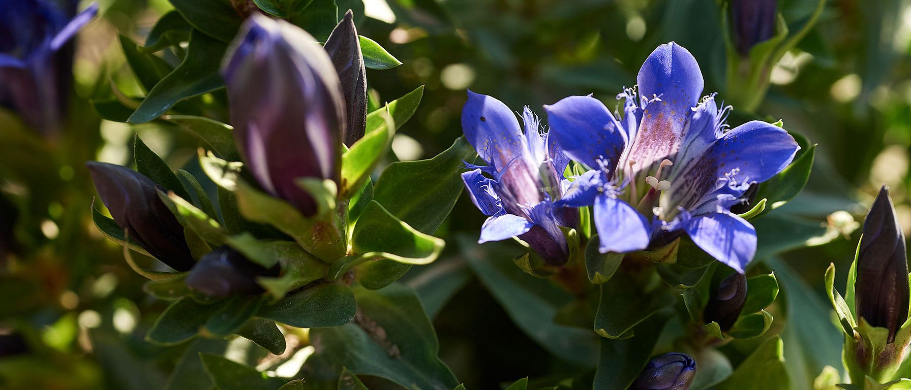 pianta di genziana blu