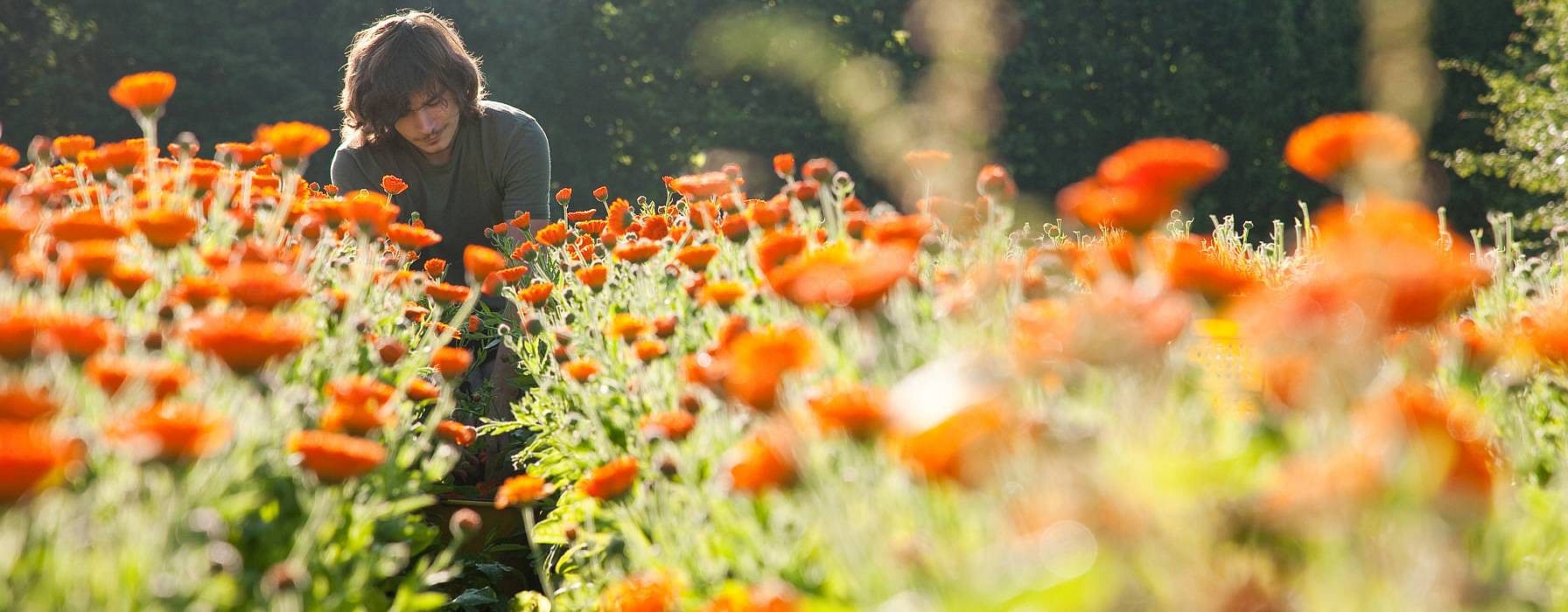 Ragazzo in mezzo ad un campo di calendula