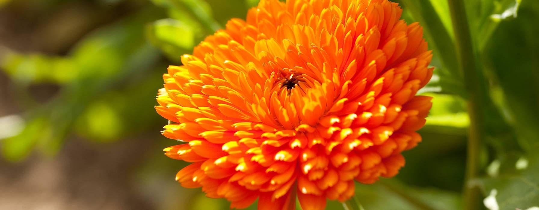Fiore di calendula da vicino