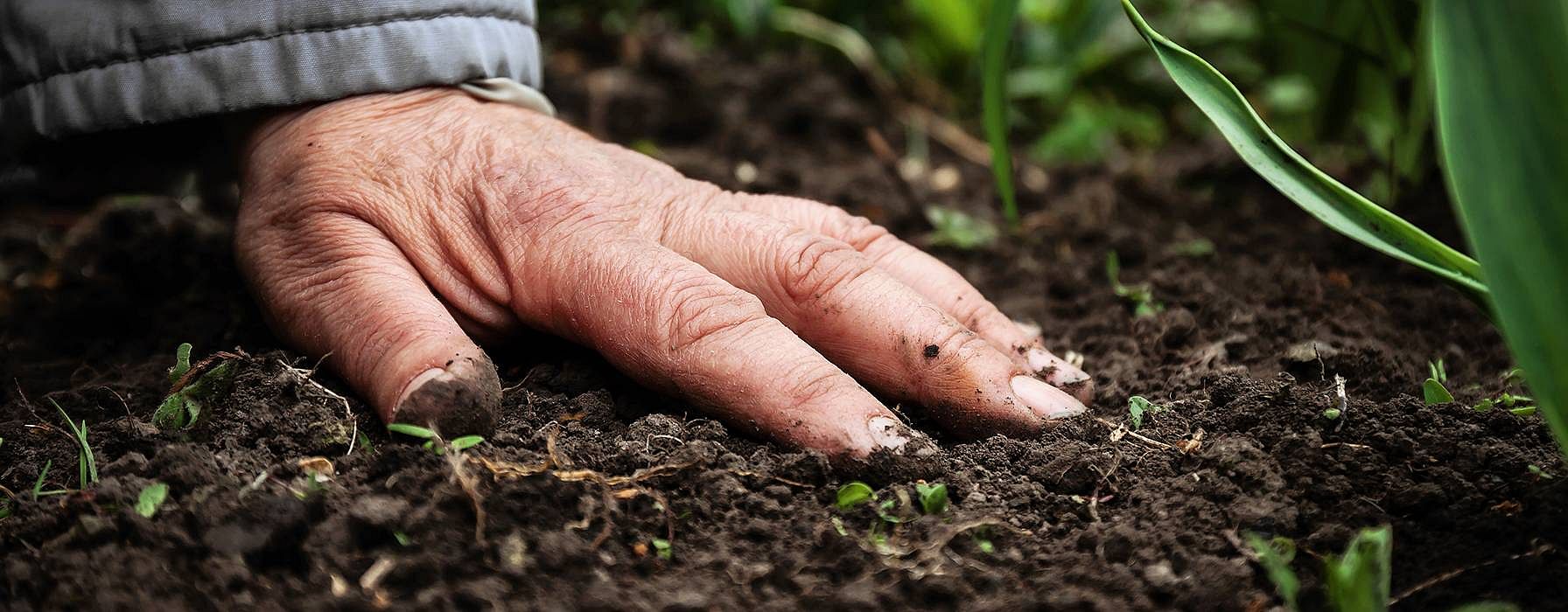 Mano di uomo adulto tocca il suolo terroso