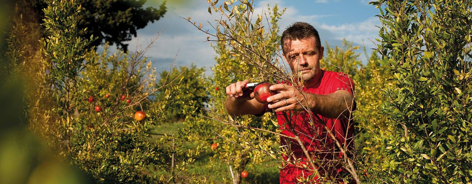 Uomo raccoglie melograno in un campo