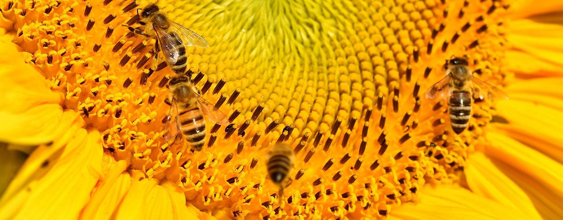sunflower with bees