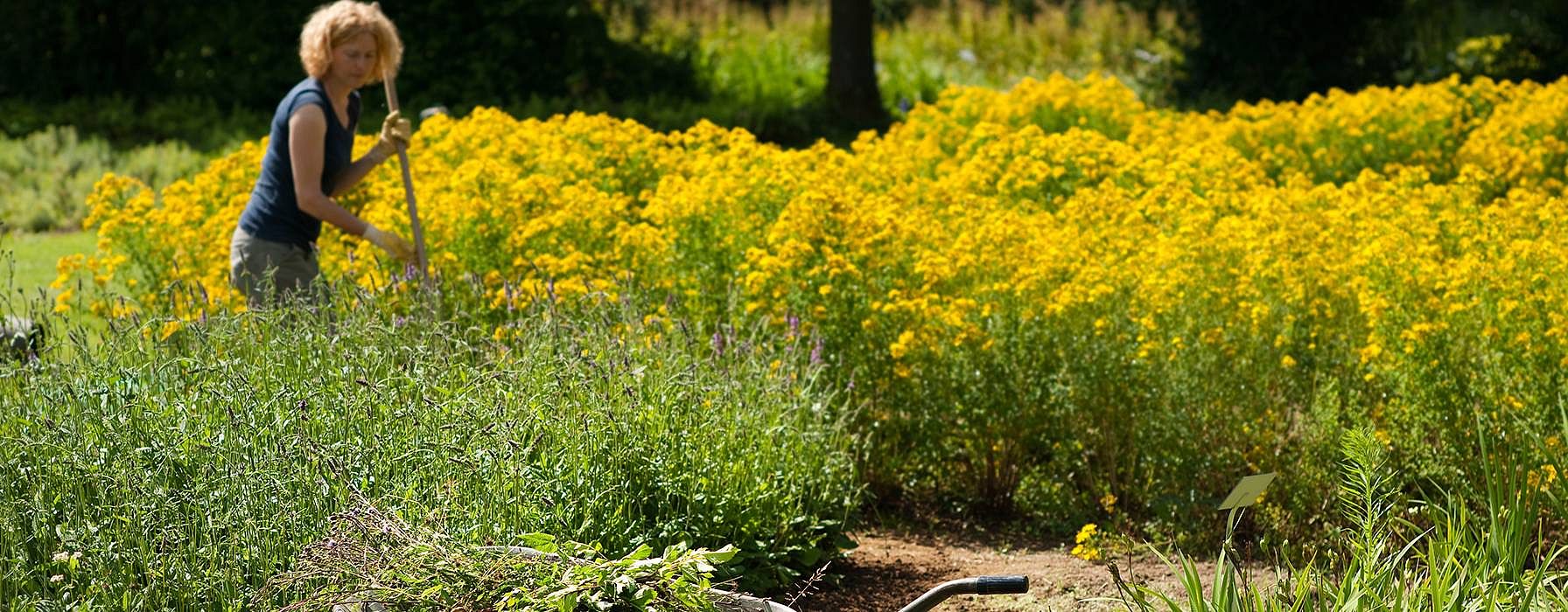 Un campo con dei fiori gialli e una donna è in mezzo al campo