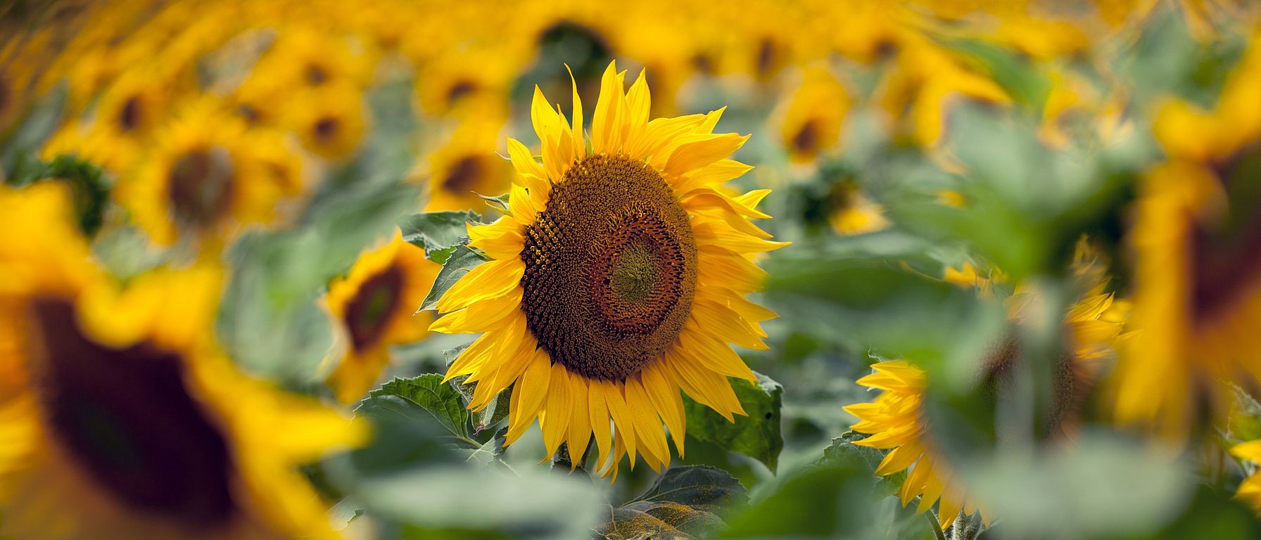 sunflowers