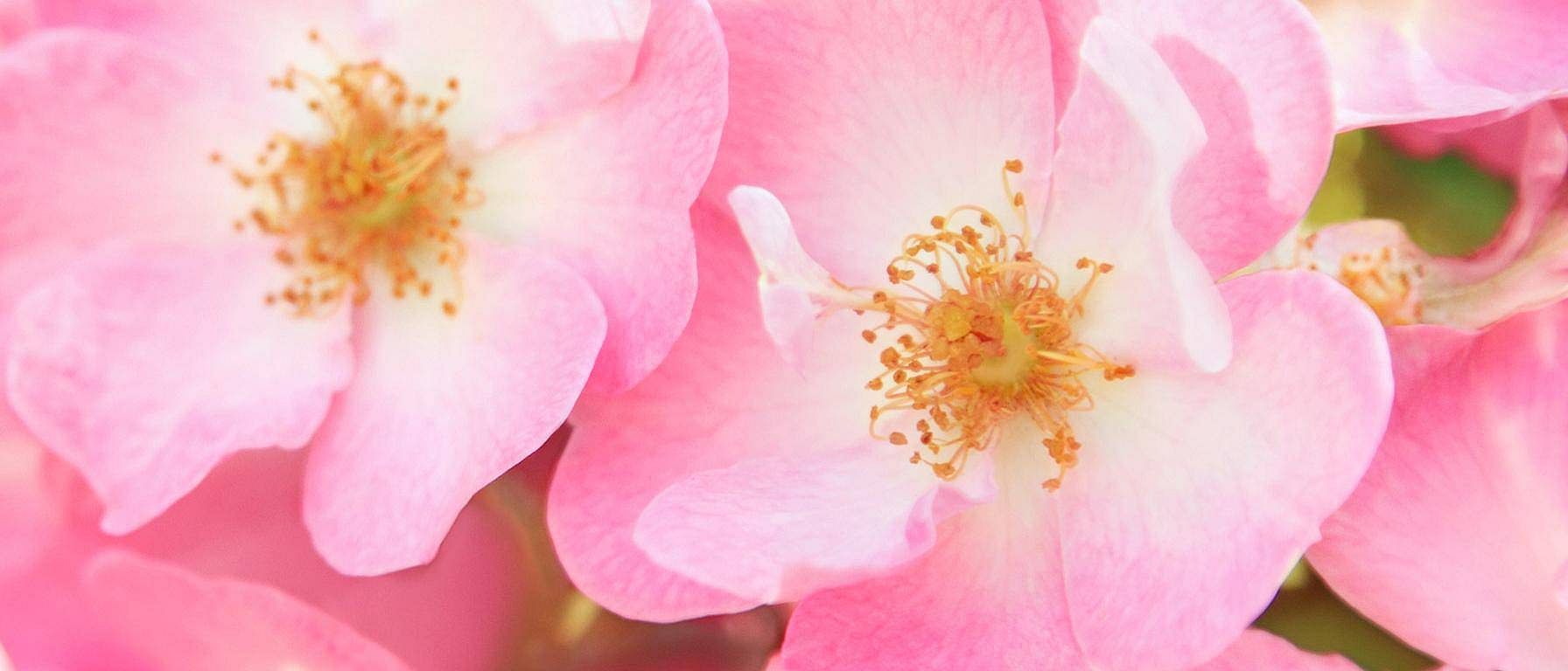 Fiore di rosa