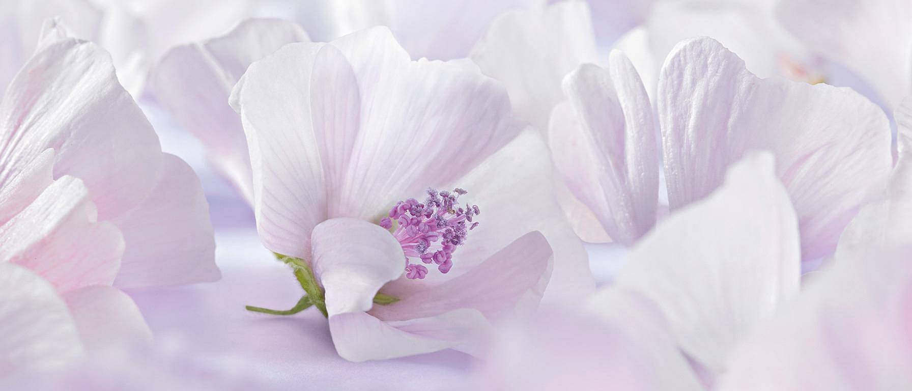 Fiore di malva bianco