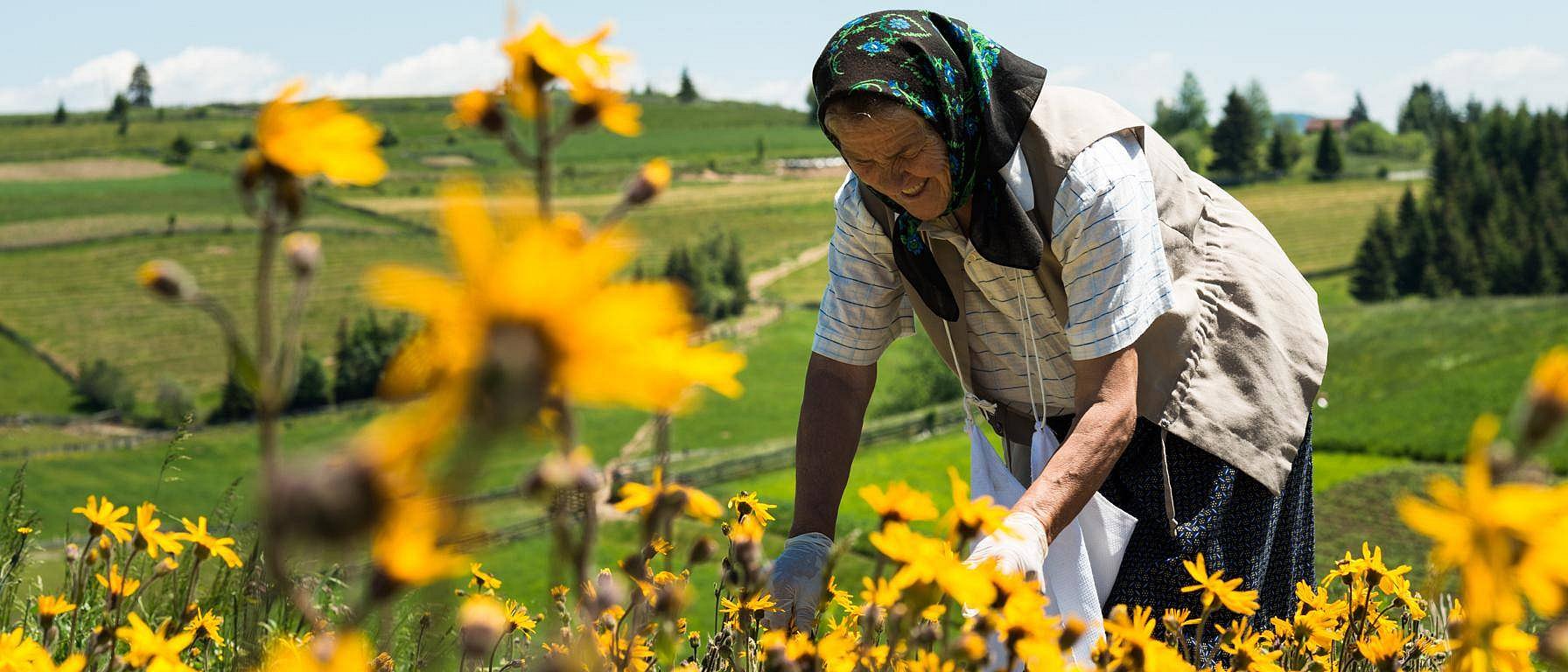 Donna nel campo di arnica