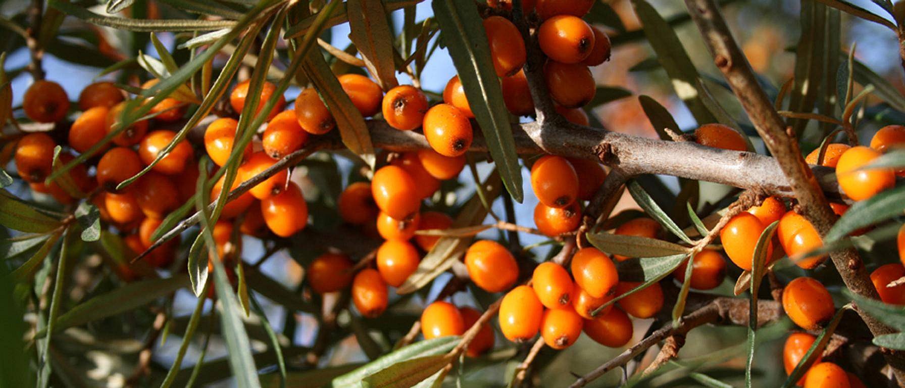 Bacche di olivello spinoso sull'albero