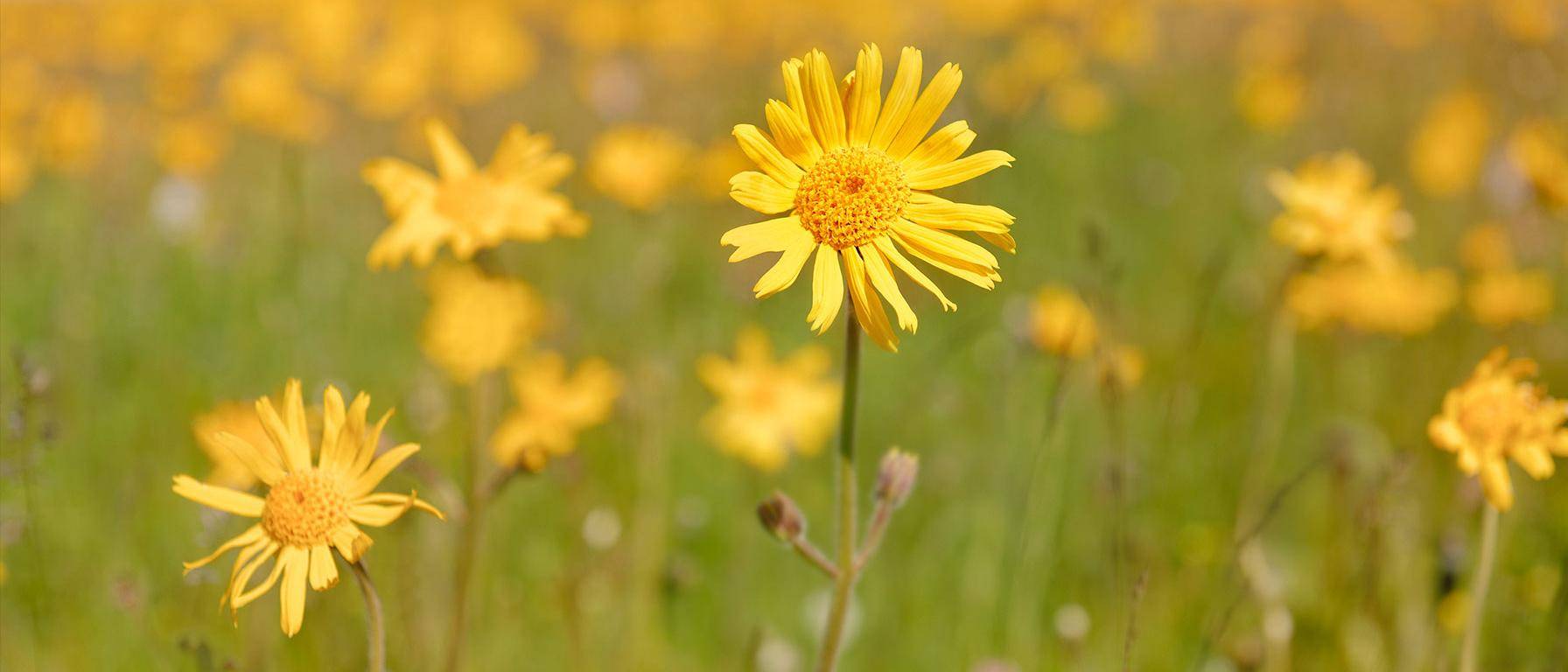 Campo di fiori di arnica