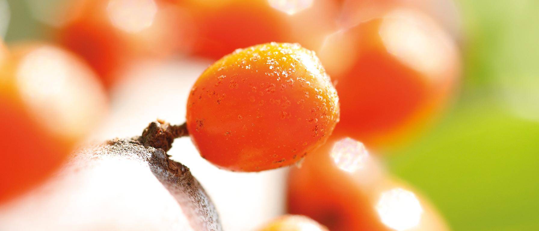 Singolo frutto di olivello spinoso