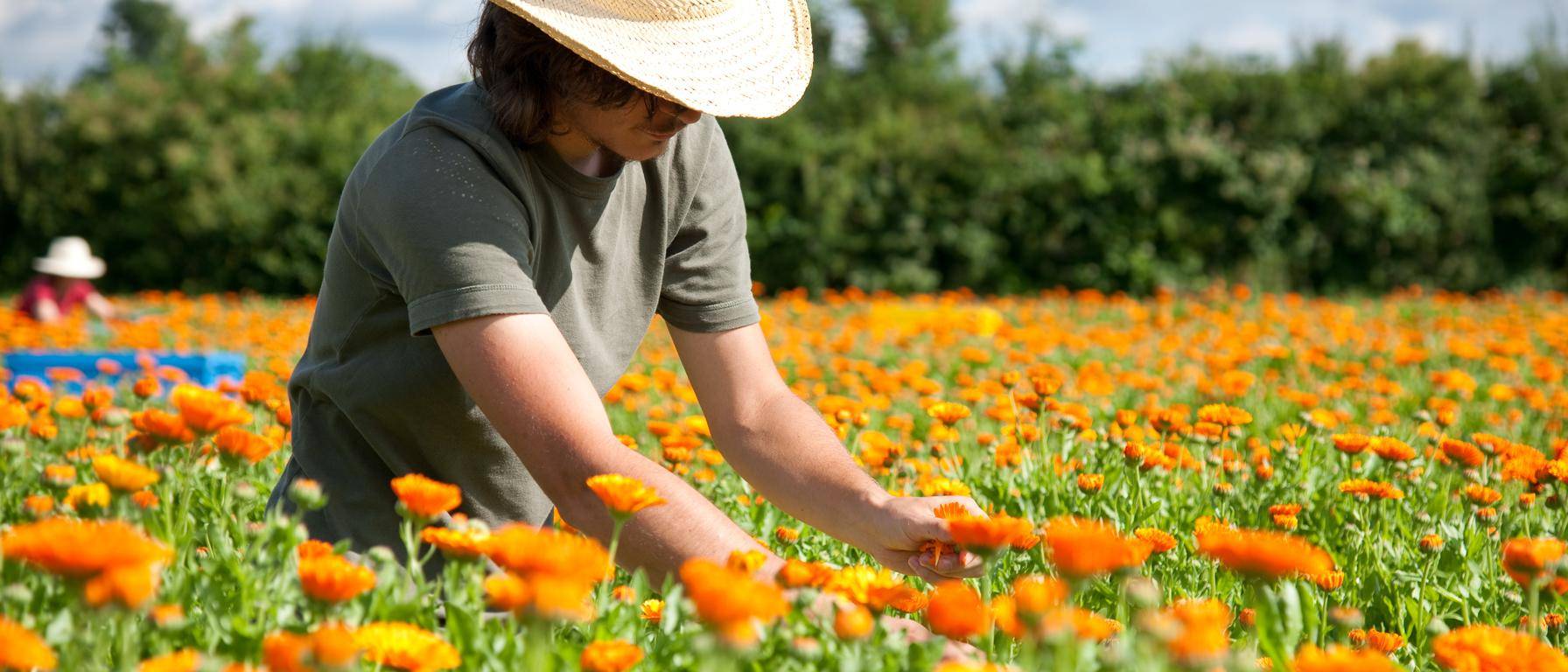 Uomo nel campo di calendula