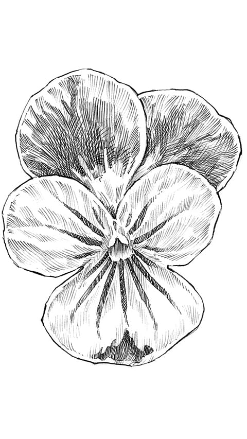fiore viola del pensiero