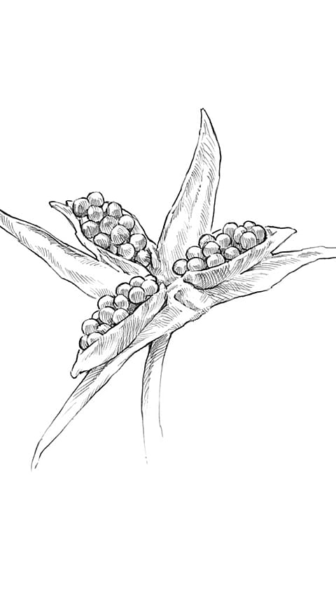 semi di fiore di viola del pensiero
