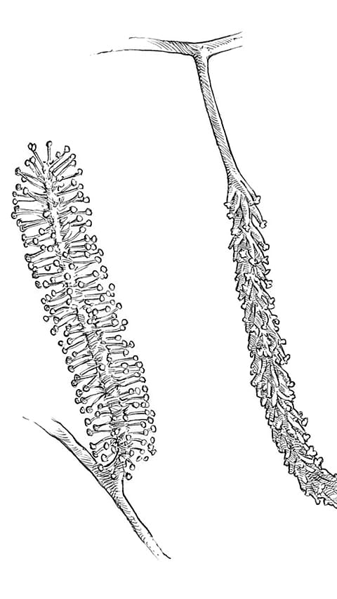 fiore di salice stilizzato