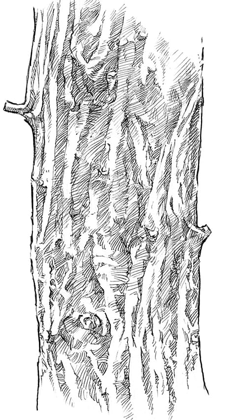 tronco di salice stilizzato