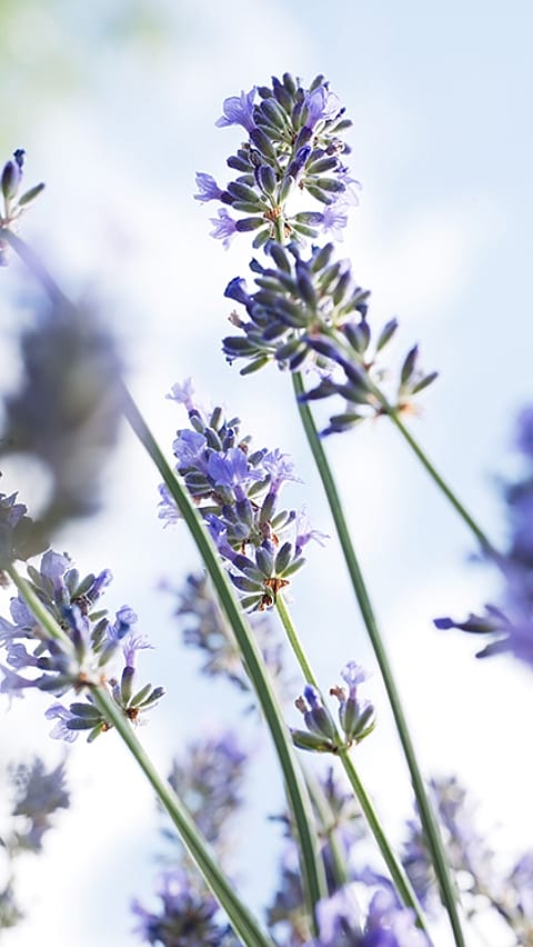 fiori di lavanda