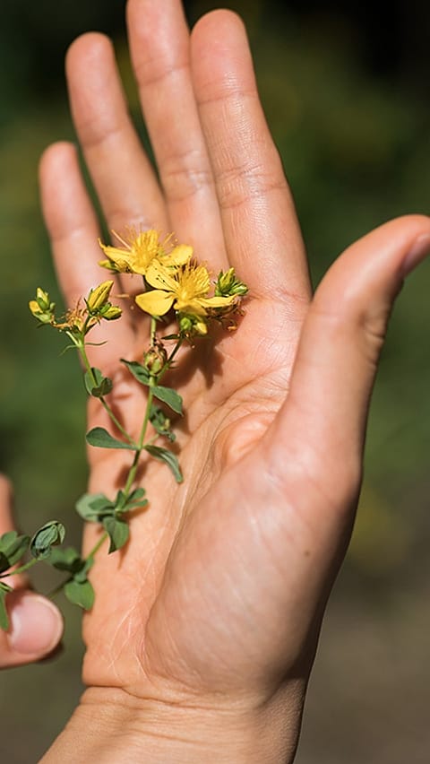 dettaglio di una mano con un fiore