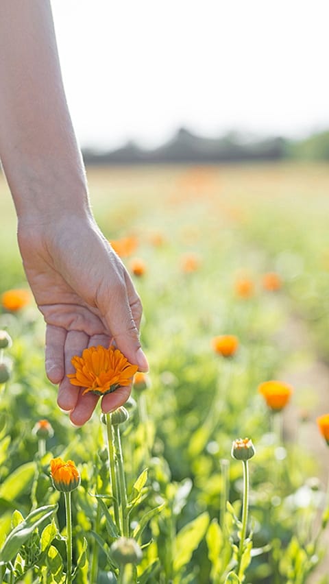 campo di calendula Weleda
