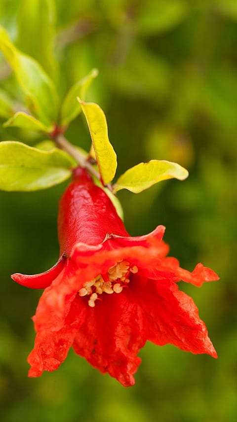 Fiore di melograno