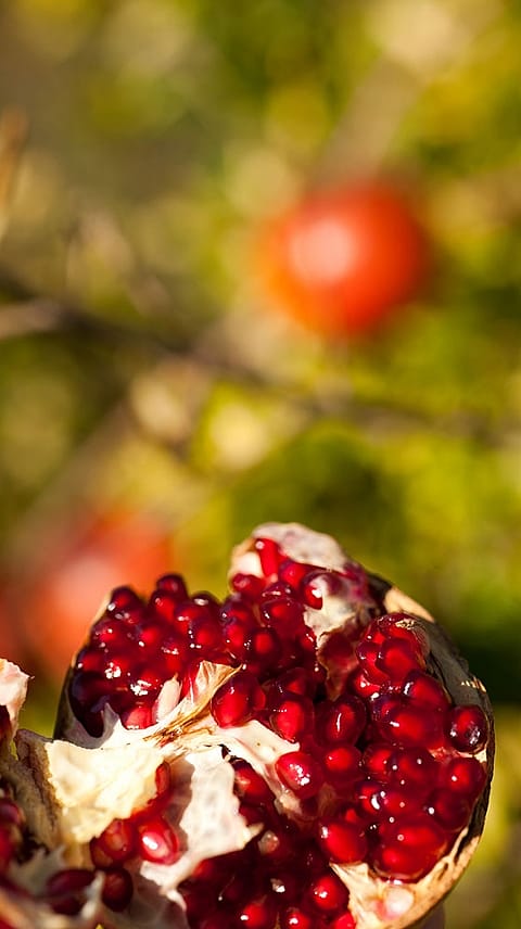 Frutto di melograno aperto
