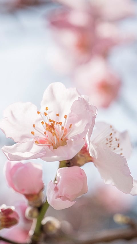 Mandorlo in fiore, dettaglio su fiore rosa