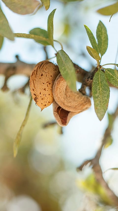 Nocciolo di Mandorla su albero con foglie