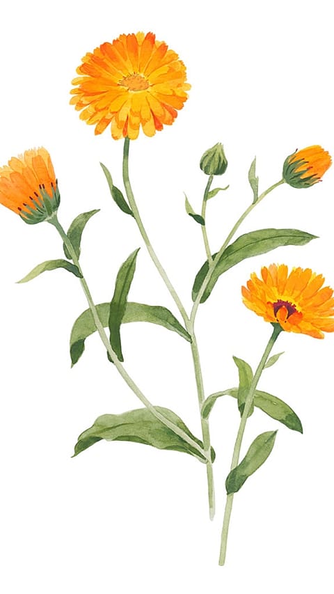 calendula