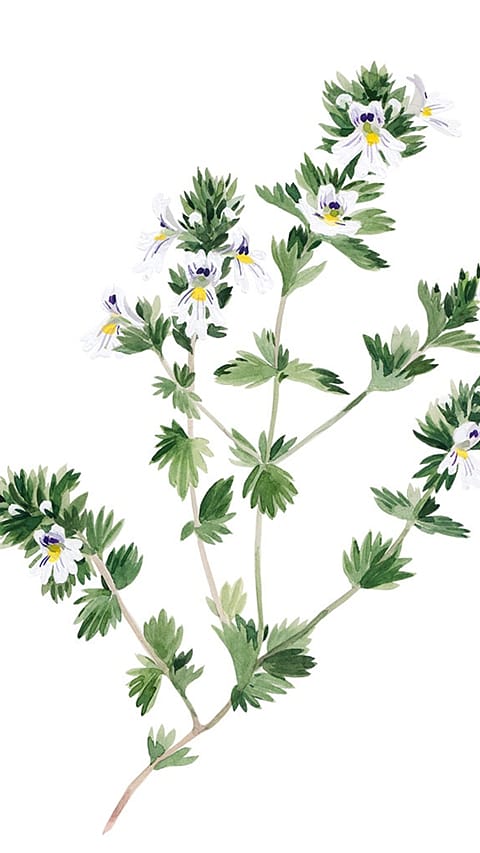 euphrasia