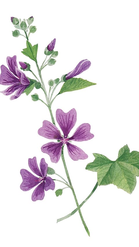 malva selvatica