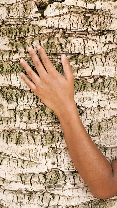 dettaglio di una mano su un tronco